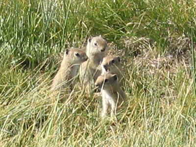 Ground squirrels