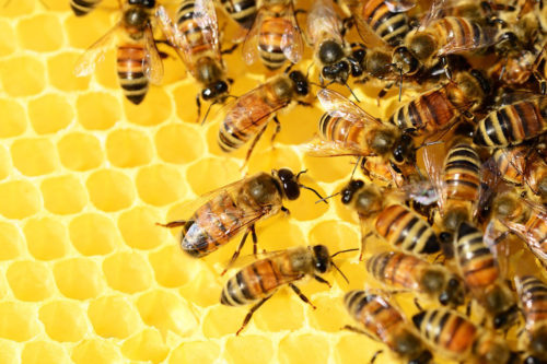 Bees on hive